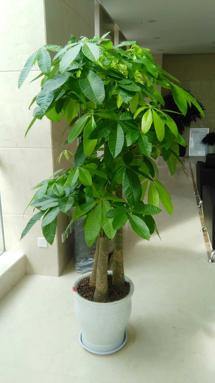 發(fā)財(cái)樹