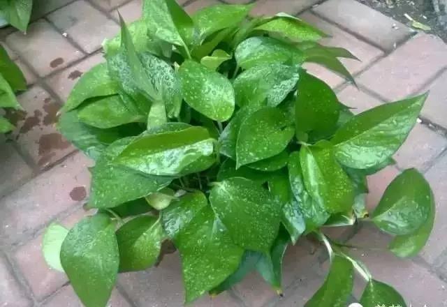 城市看春總未真 花鄉(xiāng)引得幸福來(lái)&mdash;&mdash;&ldquo;賞花經(jīng)濟(jì)