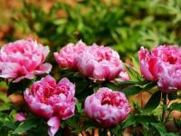 昆明：68萬(wàn)人曇華寺樂(lè)賞牡丹