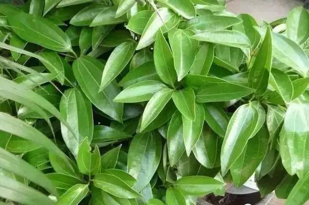 花卉焉了不要緊，這里有最全的補(bǔ)救措施