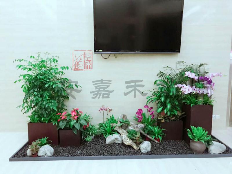室內(nèi)植物擺放風(fēng)水的九大原則