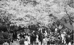 做長(zhǎng)產(chǎn)業(yè)鏈化解賞花經(jīng)濟(jì)&ldquo;忽冷忽熱&rdquo;癥