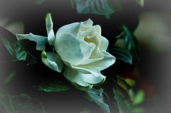 辦公室租賃綠植梔子花的種植注意事項(xiàng)