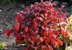 室外租賃的火焰南天竹怎么養(yǎng)