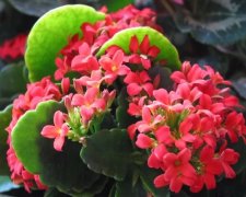 植株生長(zhǎng)旺盛卻難見(jiàn)開(kāi)花，原因肯定在這六個(gè)方