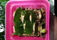 一個(gè)&ldquo;扦插花卉&rdquo;的小經(jīng)驗(yàn)：不用生根粉、生根