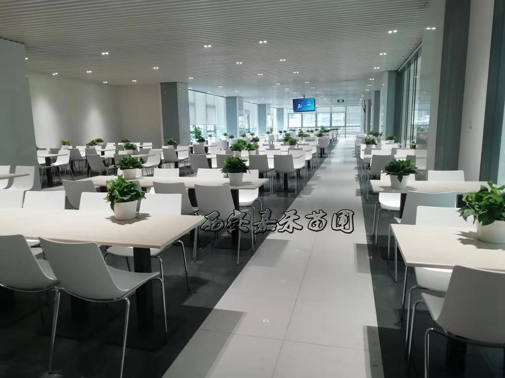 辦公室植物租擺選擇有講究，植物的正確擺放你