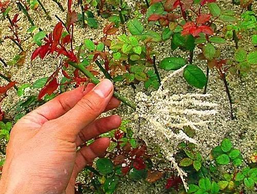 &ldquo;花中皇后 &rdquo;月季的詳細(xì)扦插方法