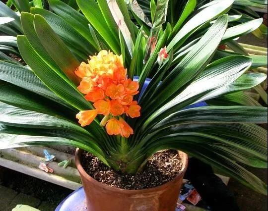 一直不生長(zhǎng)的君子蘭，只做了這兩點(diǎn)，又重新開(kāi)