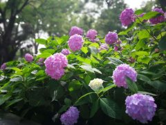 豆腐渣加工后做＂花肥＂，用來(lái)養(yǎng)蘭花，葉綠、