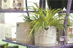 摔不爛的鈞瓷花盆進軍國內(nèi)市場