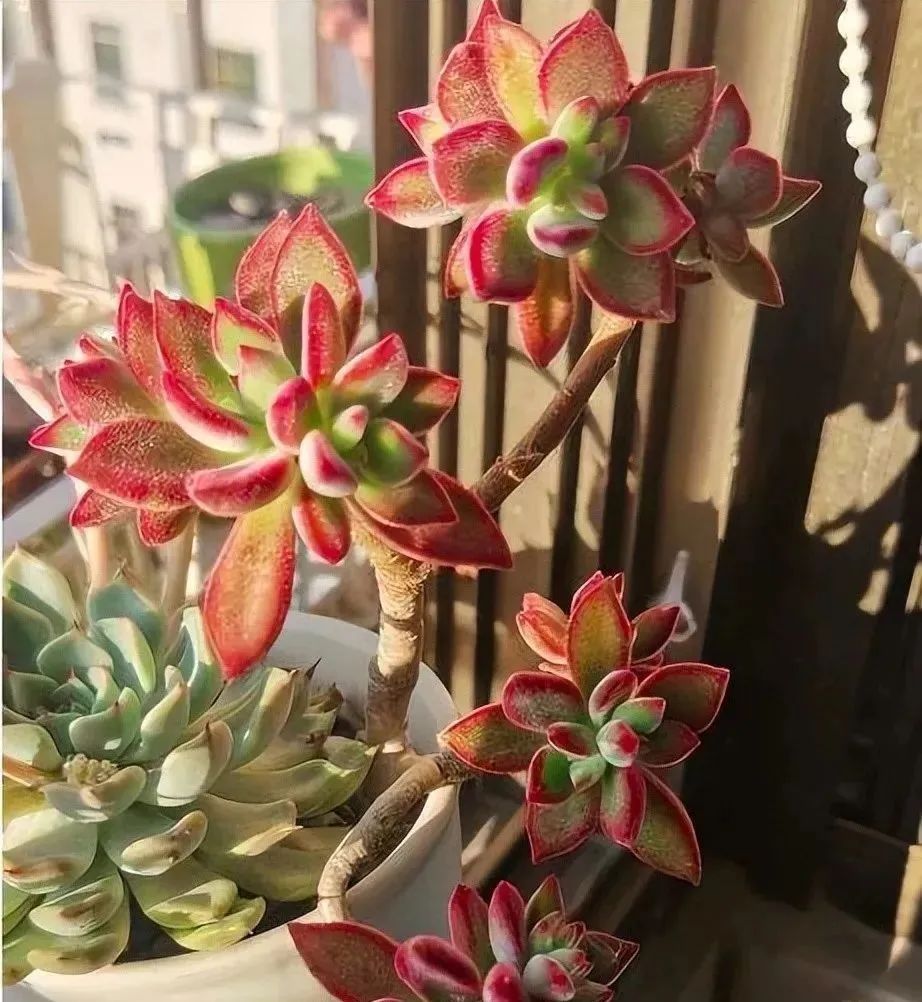 西安花卉綠植租賃桌擺多肉休眠結(jié)束，4件事要馬上做！