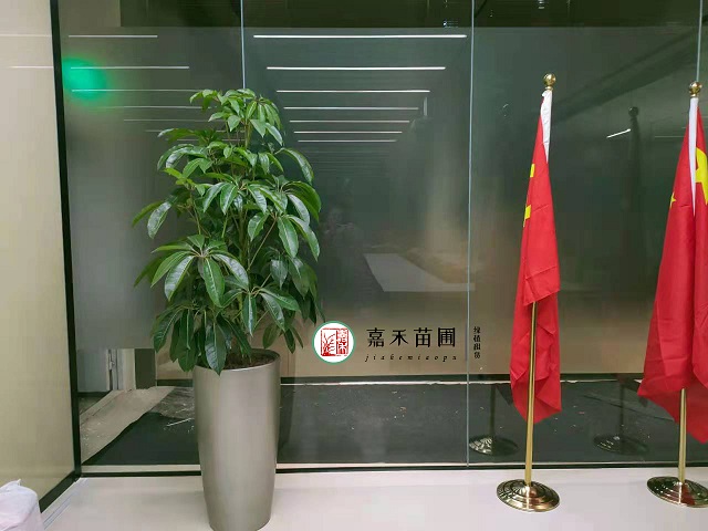西安高新區(qū)辦公室花卉租賃|西安嘉禾苗圃