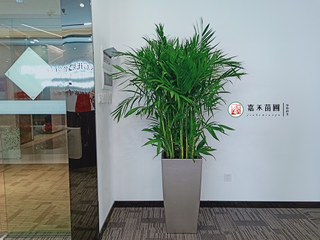 西安辦公室花卉出租花卉租賃|西安嘉禾苗圃