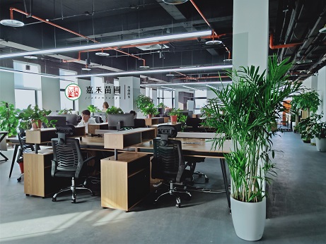 西安辦公室綠植擺放效果圖|西安嘉禾苗圃
