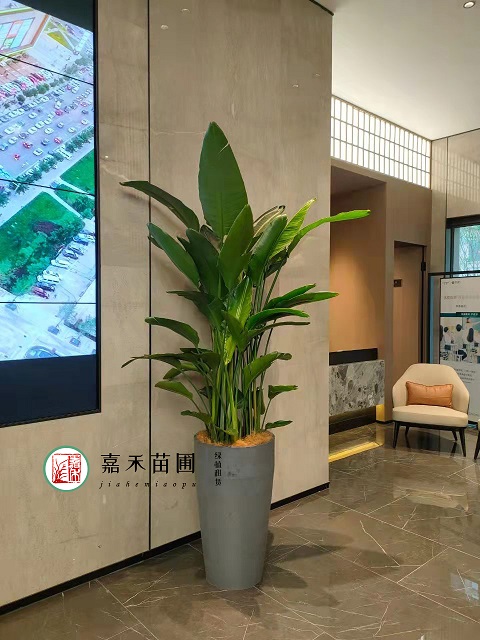 西安辦公室大型綠植租賃鶴望蘭|西安嘉禾苗圃