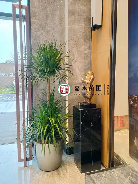 西安辦公室大型綠植租賃龍血樹|西安嘉禾苗圃