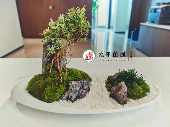 西安辦公綠植租擺哪家好|西安嘉禾苗圃