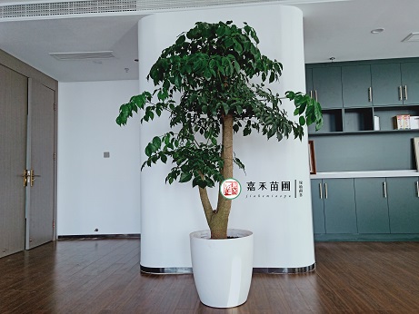 辦公室租擺植物|西安嘉禾苗圃