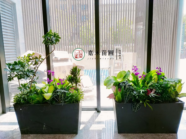 西安辦公室綠植租擺公司|西安嘉禾苗圃