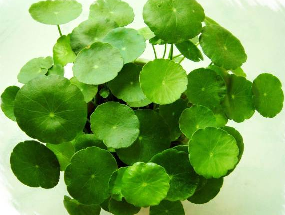 西安辦公室花卉花卉租擺|西安嘉禾苗圃