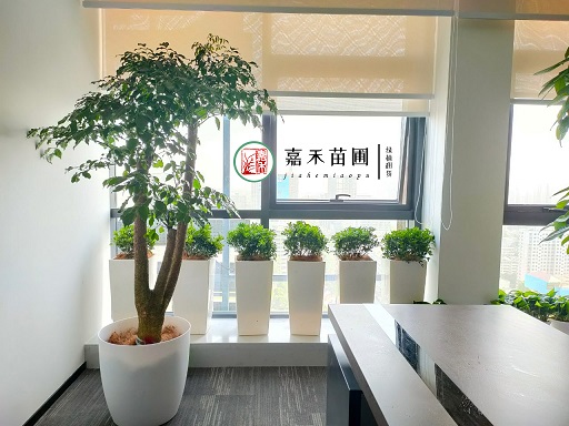 西安辦公室花卉綠植租賃，讓辦公從此省心無憂！