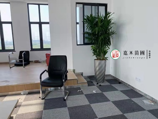 西安辦公室綠植租擺的幸運木&mdash;&mdash;巴西木怎么養(yǎng)護