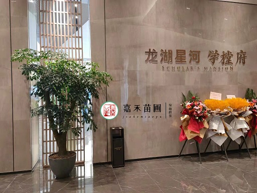 西安辦公室門口綠植租賃擺放方案