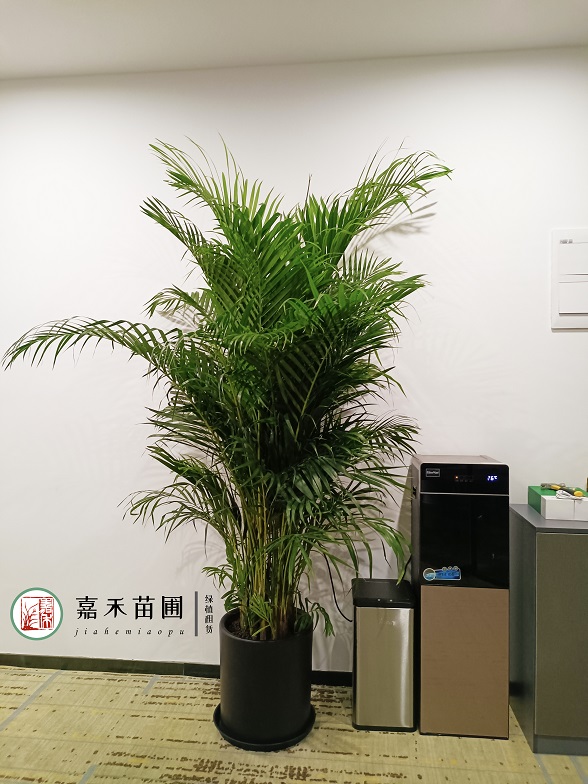 辦公室綠植花卉租擺效果圖|西安嘉禾苗圃