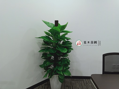 西安辦公室花卉綠植租擺的養(yǎng)護(hù)操作流程