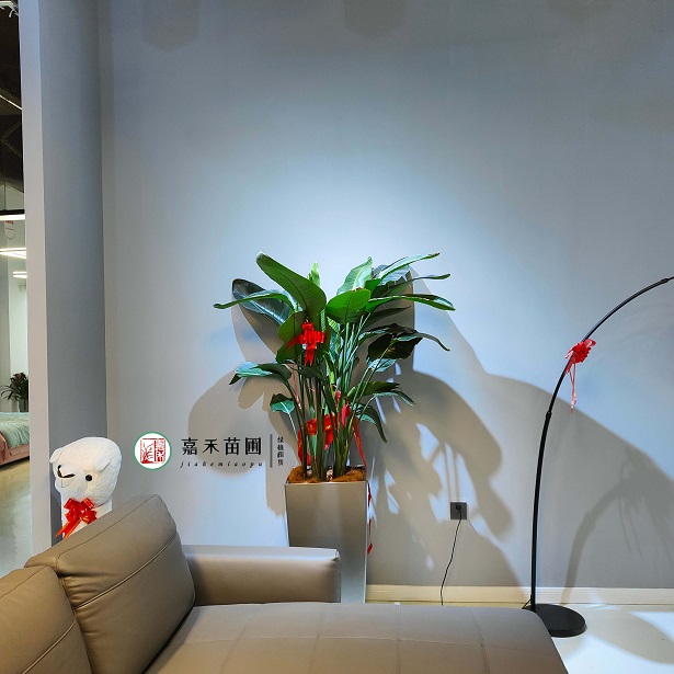 設(shè)計(jì)師用綠植租賃打破辦公區(qū)傳統(tǒng)裝飾，開(kāi)啟&ldquo;新中式綠植組景&rdquo;新風(fēng)尚