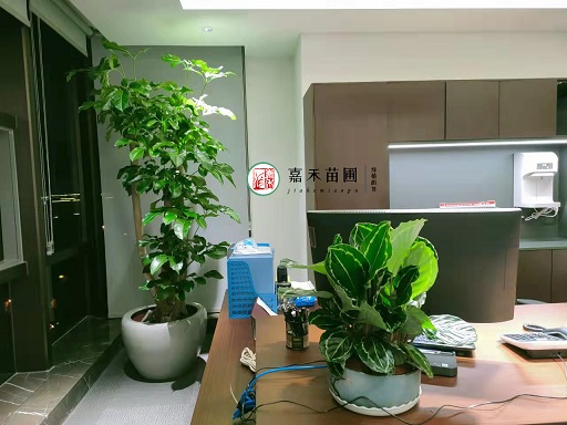 西安辦公室花卉綠植租賃價格！