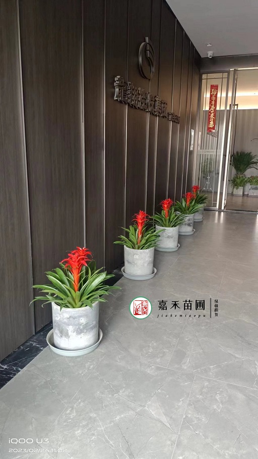 西安辦公室花卉租賃價(jià)格|西安嘉禾苗圃