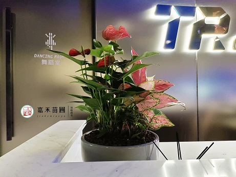 西安花卉綠植租賃原則|西安嘉禾苗圃