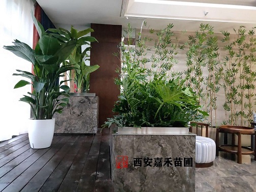 西安綠植租賃方案|西安嘉禾苗圃