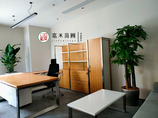 室內(nèi)綠植租賃：提升辦公室環(huán)境和員工幸福感的策略