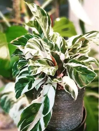 西安植物綠植租賃|西安嘉禾苗圃