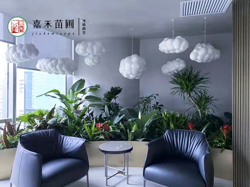 西安辦公室花卉租賃|西安嘉禾苗圃