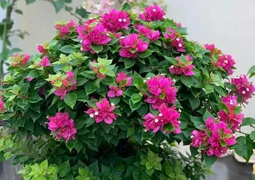 5種花喜歡&ldquo;擠&rdquo;，小盆養(yǎng)根壯葉肥，嫩芽蹭蹭撐&ldquo;爆盆&rdquo;