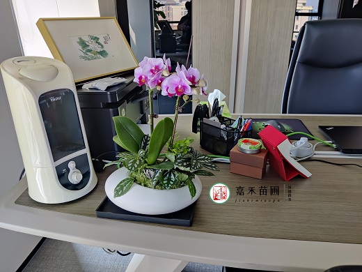 冬天蝴蝶蘭冒花箭，教你3個催花動作，花苞蹭蹭冒！