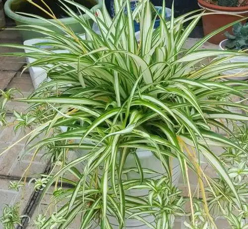 扦插綠蘿、吊蘭，我有個&ldquo;好方法&rdquo;，生根特別快，100%成活！