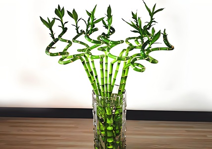 轉(zhuǎn)運(yùn)竹的養(yǎng)殖方法和注意事項(xiàng)