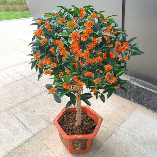 盆栽桂花的養(yǎng)殖方法和注意事項