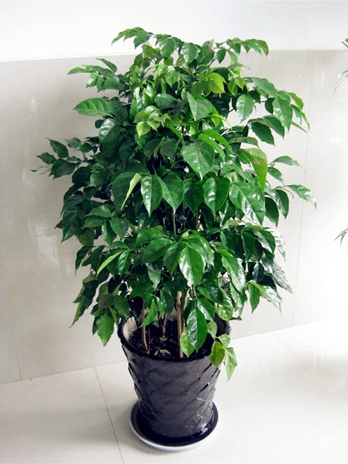 平安樹的養(yǎng)殖方法和注意事項