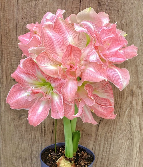 朱頂紅的養(yǎng)殖方法和注意事項：種球種植要消毒處理