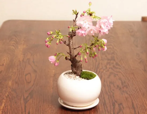 櫻花成長(zhǎng)過(guò)程