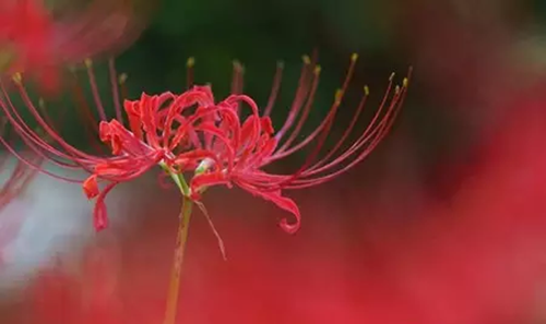 石蒜（彼岸花）的養(yǎng)殖方法和注意事項(xiàng)