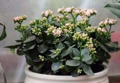 長(zhǎng)壽花的養(yǎng)殖方法和注意事項(xiàng)